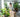 10 Essential Tips for Keeping Your Houseplants Healthy