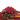 red roses casket spray