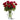 One Dozen Long Stem Red Rose