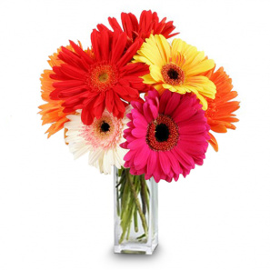 Order gerbera daisies online | gerbera bouquets delivery in Thunder Bay |  Rollason Flowers